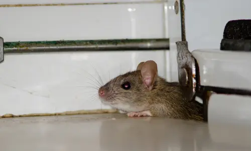 Home 17 Mice control Katy, TX — humane house mouse removal & permanent entry-point sealing. Licensed applicators, 90-day guarantee. Free estimate, call now!