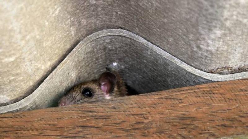 Roof Rats: Prevention and Elimination