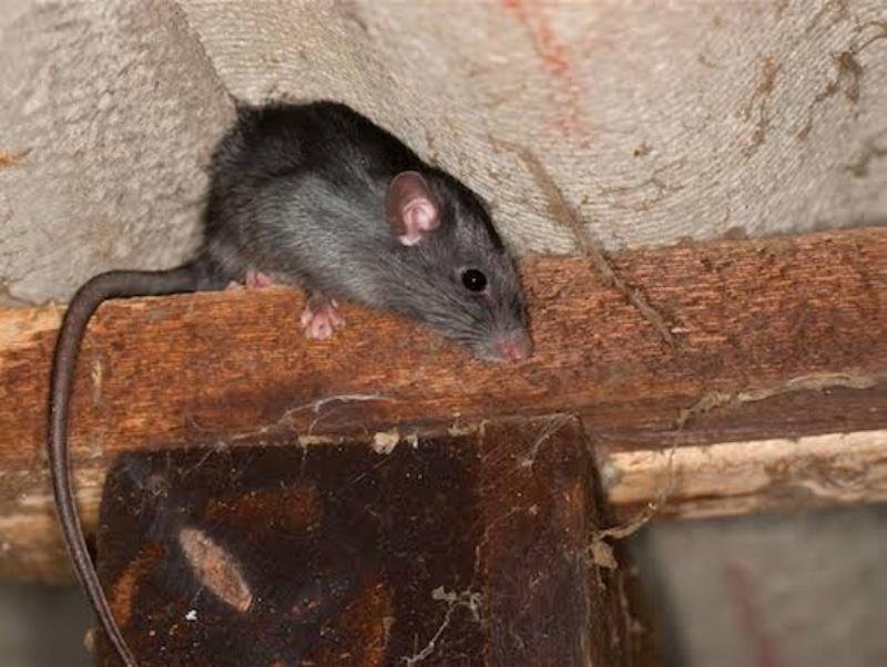 Roof Rats
