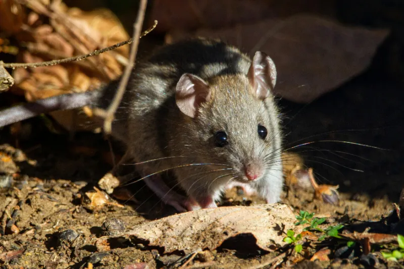 Home 2 Rodents House