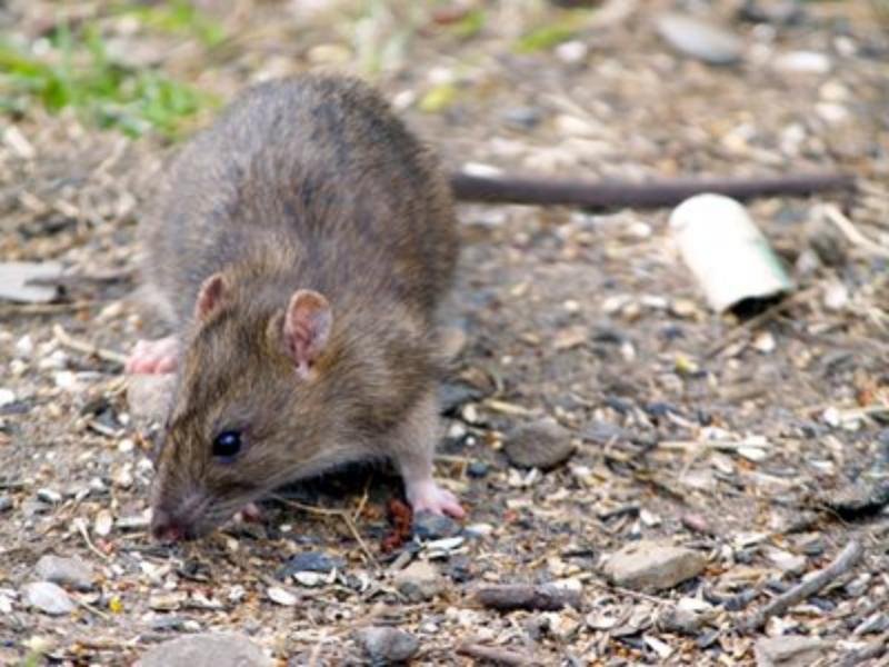 Why Norway Rats Are Common in Cross Creek Ranch